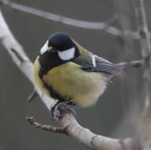 Great Tit