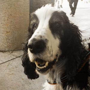 Spaniel (English Cocker)