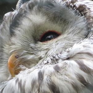 Ural Owl