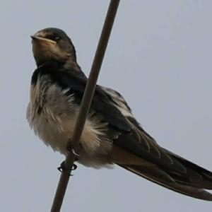 Barn Swallow