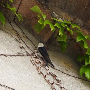 Northern House-martin