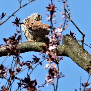 Common Kestrel