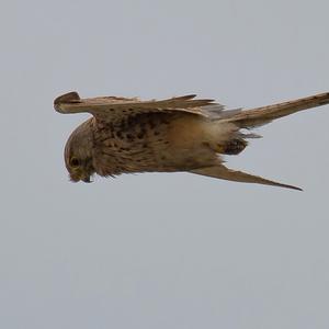 Common Kestrel