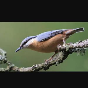 Wood Nuthatch