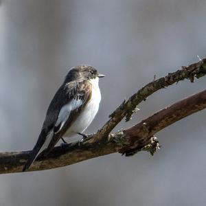 European Pied Flycatcher