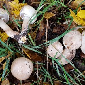 Yellow-foot Agaric