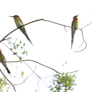 Blue-tailed Bee-eater