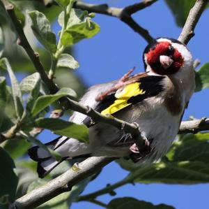 European Goldfinch