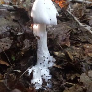 Destroying Angel