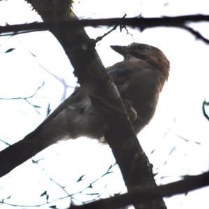 Eurasian Jay