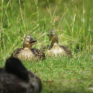 Mallard