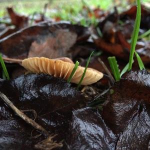 Fairy Ring Mushroom