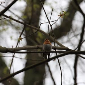 European Robin