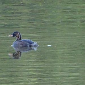 Common Coot