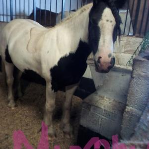 Gypsy Vanner Horse