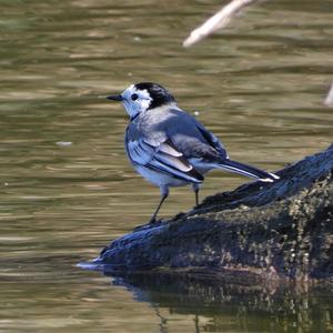 White Wagtail