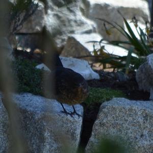 Eurasian Blackbird