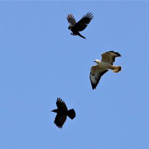 Common Buzzard