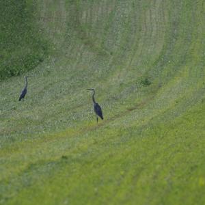 Grey Heron