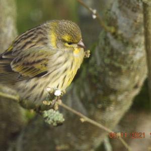 Yellowhammer