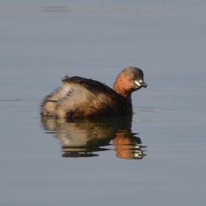 Little Grebe