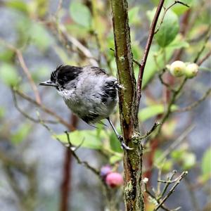 Blackcap