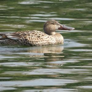 Red Shoveler