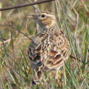 Eurasian Skylark