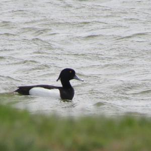 Tufted Duck