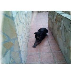 Unknown Breed