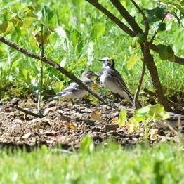 White Wagtail