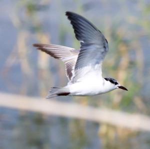 Black Tern