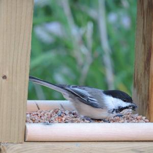 Black-capped Chickadee