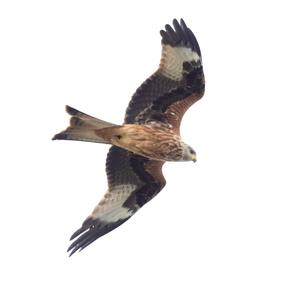 Red Kite