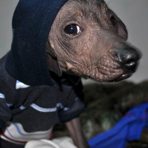 Xoloitzcuintli