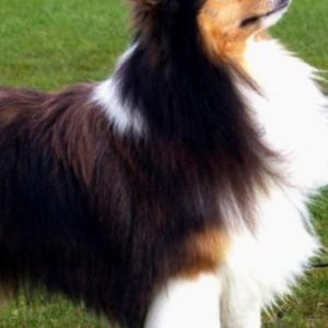 Collie (Langhaar)