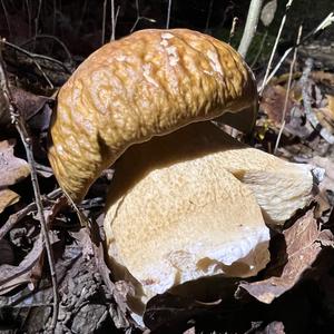 Summer Bolete