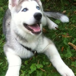 Siberian Husky