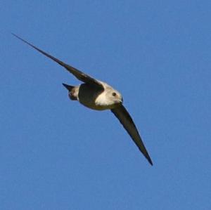 Eurasian Crag-martin