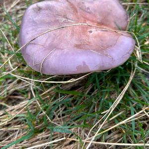 Wood Blewit