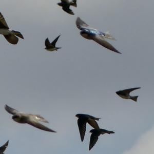 Tree Swallow