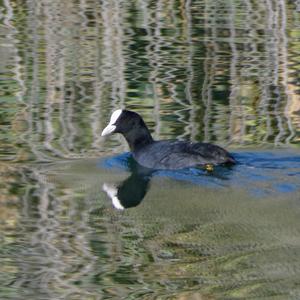 Bläßhuhn