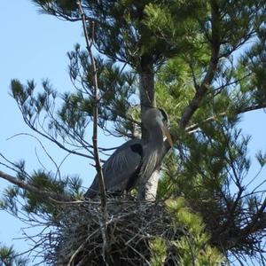 Great Blue Heron