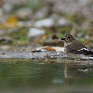 European Pied Flycatcher