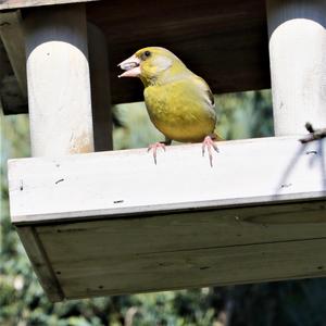 European Greenfinch