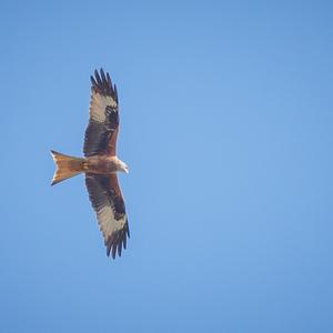 Red Kite