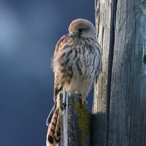 Common Kestrel