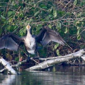 Great Cormorant