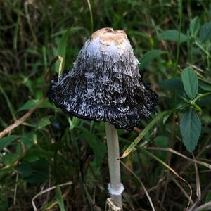 Shaggy Mane