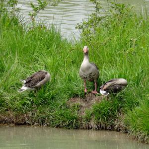 Greylag Goose